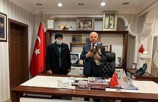 Yaralı şahin tedavi altına alındı