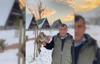 Yaralı şahine belediye sahip çıktı