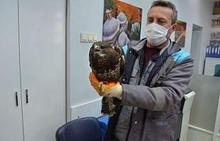 Yaralı şahine önce vatandaş, sonra belediye sahip...
