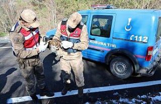 Yaralı şahini donmak üzereyken jandarma kurtardı
