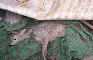 Yaralı yavru karaca tedavi altına alındı