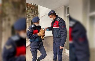 Yaralın şahin jandarma tarafından kurtarıldı