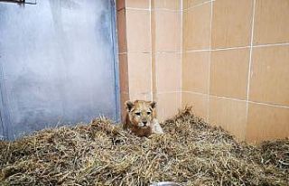 Yavru aslan operasyonu