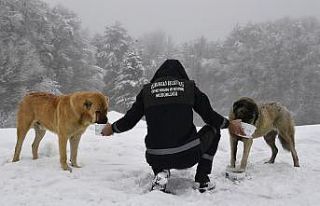 Yavru köpekler donmaktan kurtarıldı