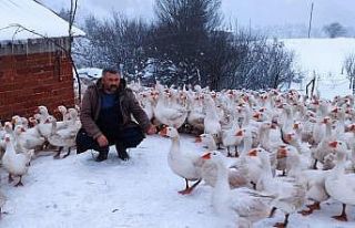 Yaylalar kazlarla şenlendi