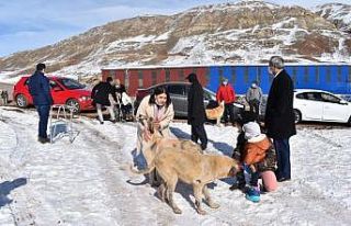 Yemek artıkları ziyan olmuyor, sokak hayvanlarının...