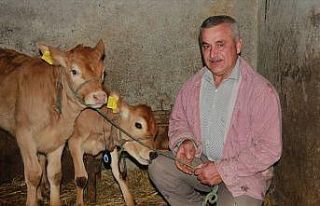 Yeni yılın ilk buzağılarına korona aşısını...