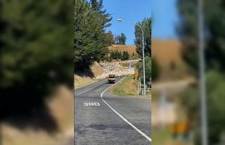 Yeni Zelanda’da 3 bin kuzu köprüyü trafiğe kapattı