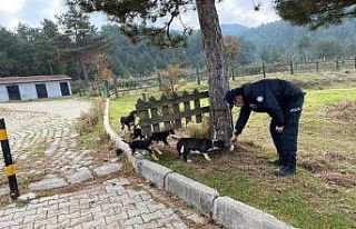 Yenice’de Emniyet ekipleri sokak hayvanlarını...