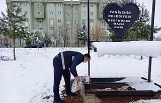 Yenişehir Belediyesinden sokak hayvanlarına barınak...