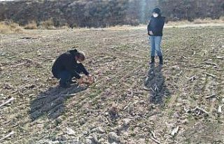 Yerli ve milli tohumların ulaşmadığı çiftçi...