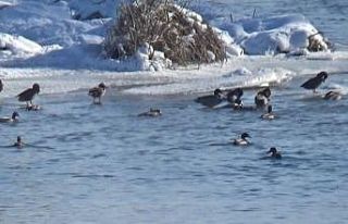 Yeşilbaş ördekler Kars Çayı’nı mesken tuttu