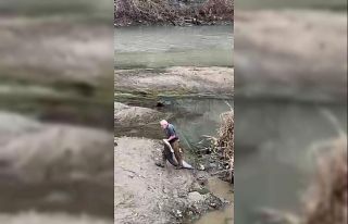 Yeşilırmak’ta boyu kadar balığı böyle yakaladı