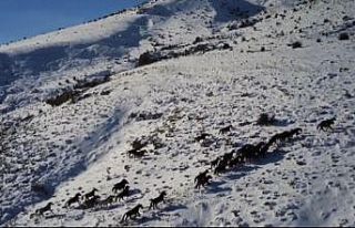 Yılkı atları drone ile görüntülendi