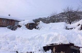Yoğun kardan ahır çöktü, 7 hayvan telef oldu