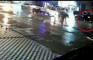 Yol ortasında ata böyle çarptı