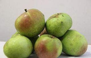 Yomra elması tescillendi