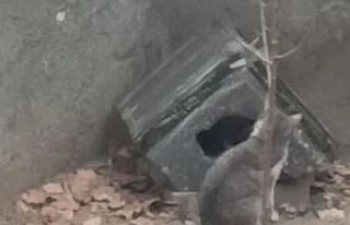 Yuvasını paylaşmak istemeyen kedinin komik halleri