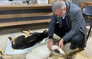 Zehirlenen köpeklere ilk müdahale belediye başkanından