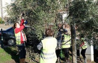 Zeytin ağacı budama eğitimi