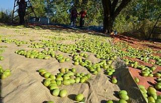 Zeytinyağı ihracatı yüzde 20 arttı