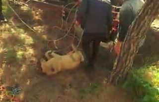 10 metrelik kuyuya düşen köpeği itfaiye ekipleri...