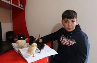 11 yaşındaki Yusuf kendi yaptığı kuluçkayla...