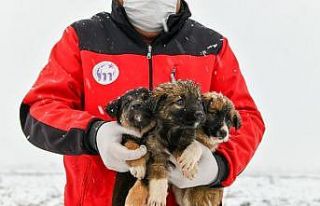 11 yavru köpek donmaktan son anda kurtarıldı