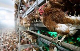 1,9 Milyon kanatlı hayvan sevkiyatı yapıldı