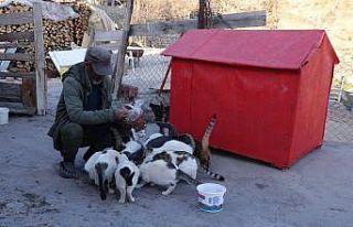 22 yıl önce bir kedi sahiplendi, şimdi 30’dan...