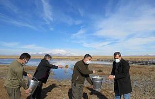 2 Şubat dünya Sulak Alanlar Günü yemleme faaliyeti...