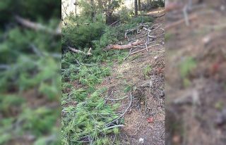 50 tane çam ağacını tarlaya gittiğinde kesilmiş...