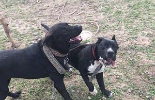 800 tavuğa bekçilik eden köpeğini dere kenarında...