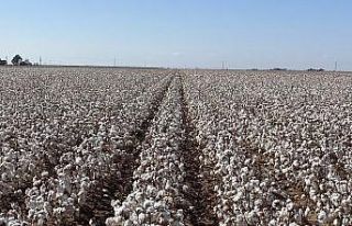 ABD’de ıslahçı hakkı başvurusu kabul edilen...