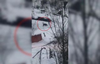 Aç kalan ayı köye indi, kovanlara daldı