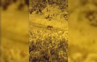 Aç kalan çakallar şehre indi