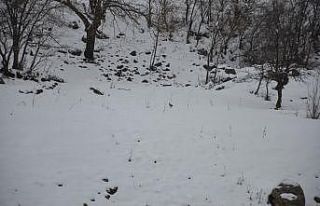 Aç kalan keklik sürüsü Habur Çayı’na indi