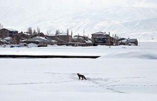 Aç kalan tilki, yavrularıyla şehir merkezini mesken...