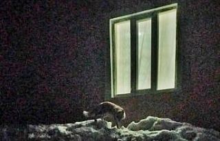 Aç kalan tilkiyi elleriyle besledi