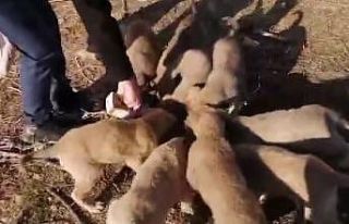 Aç kalan yavru köpekleri vatandaş besledi