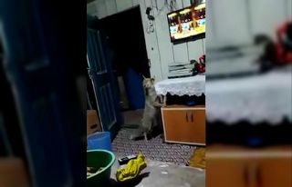 Aç kalınca köye dadanan tilki evlere kadar girip,...