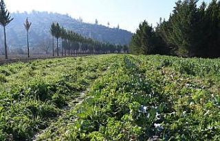 Adabahçe’de kış hasadı