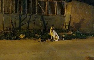 Adana’da yürekleri burkan görüntü