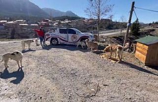 Adanalı kebapçı sokak hayvanlarını unutmadı