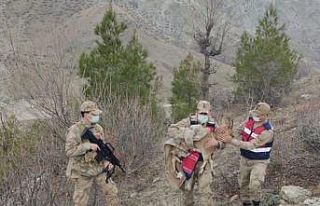 Adıyaman’da yaralı dağ keçisi bulundu
