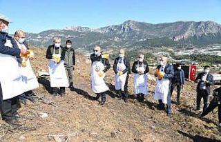 Adrasan’da yanan ormanlık alan yeniden yeşillendiriliyor