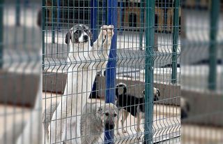 Afyonkarahisar’da sekiz yılda 8 bin sokak köpeği...