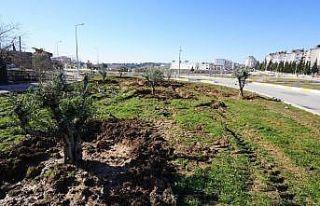 Ağaçlandırma çalışmaları kavşaklarda devam...