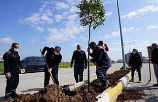 Ağaçlandırma çalışması devam ediyor