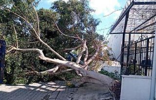 Ağaçlar fırtınaya dayanamadı